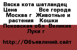 Вяска кота шатландец › Цена ­ 1 000 - Все города, Москва г. Животные и растения » Кошки   . Псковская обл.,Великие Луки г.